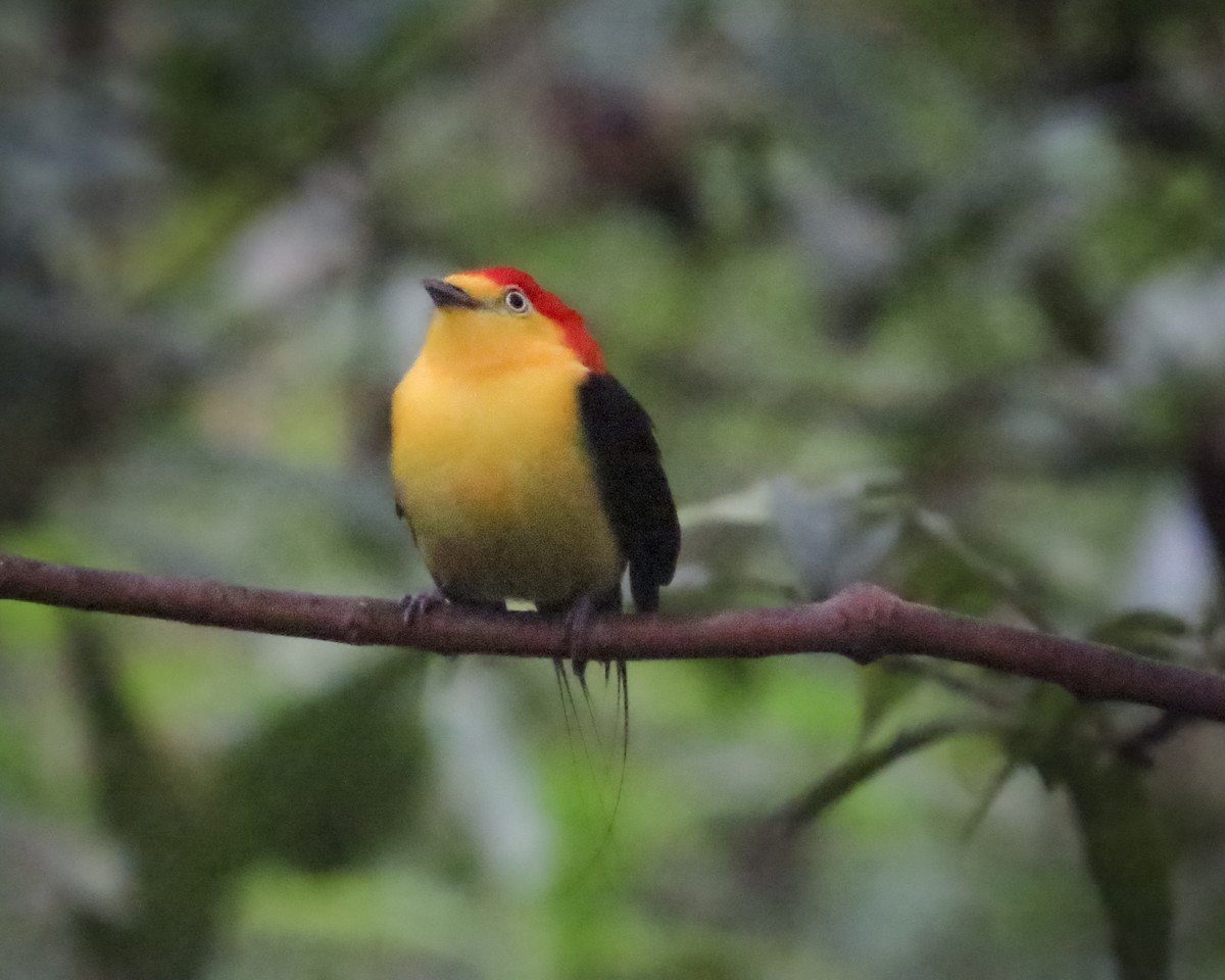 Wire-tailed Manakin - ML646090713
