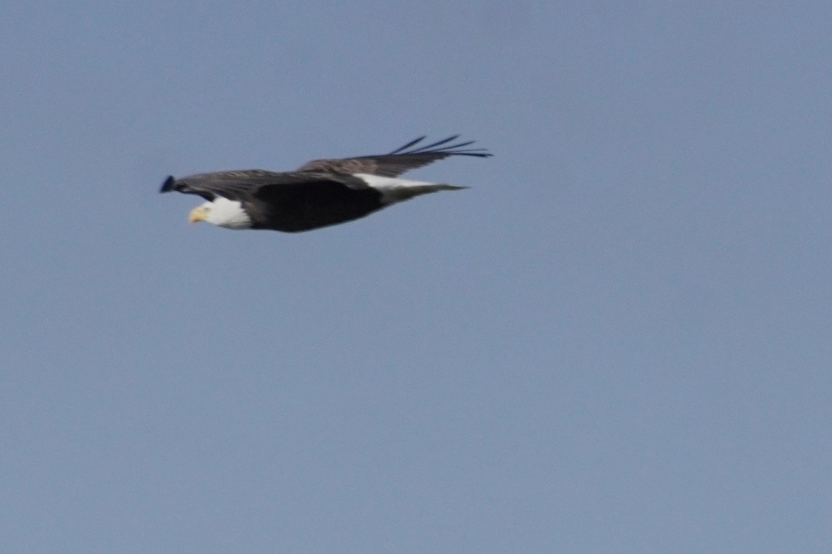 Bald Eagle - ML646090725