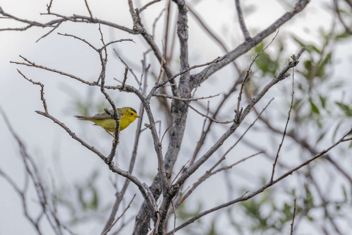 Wilson's Warbler - ML646090733