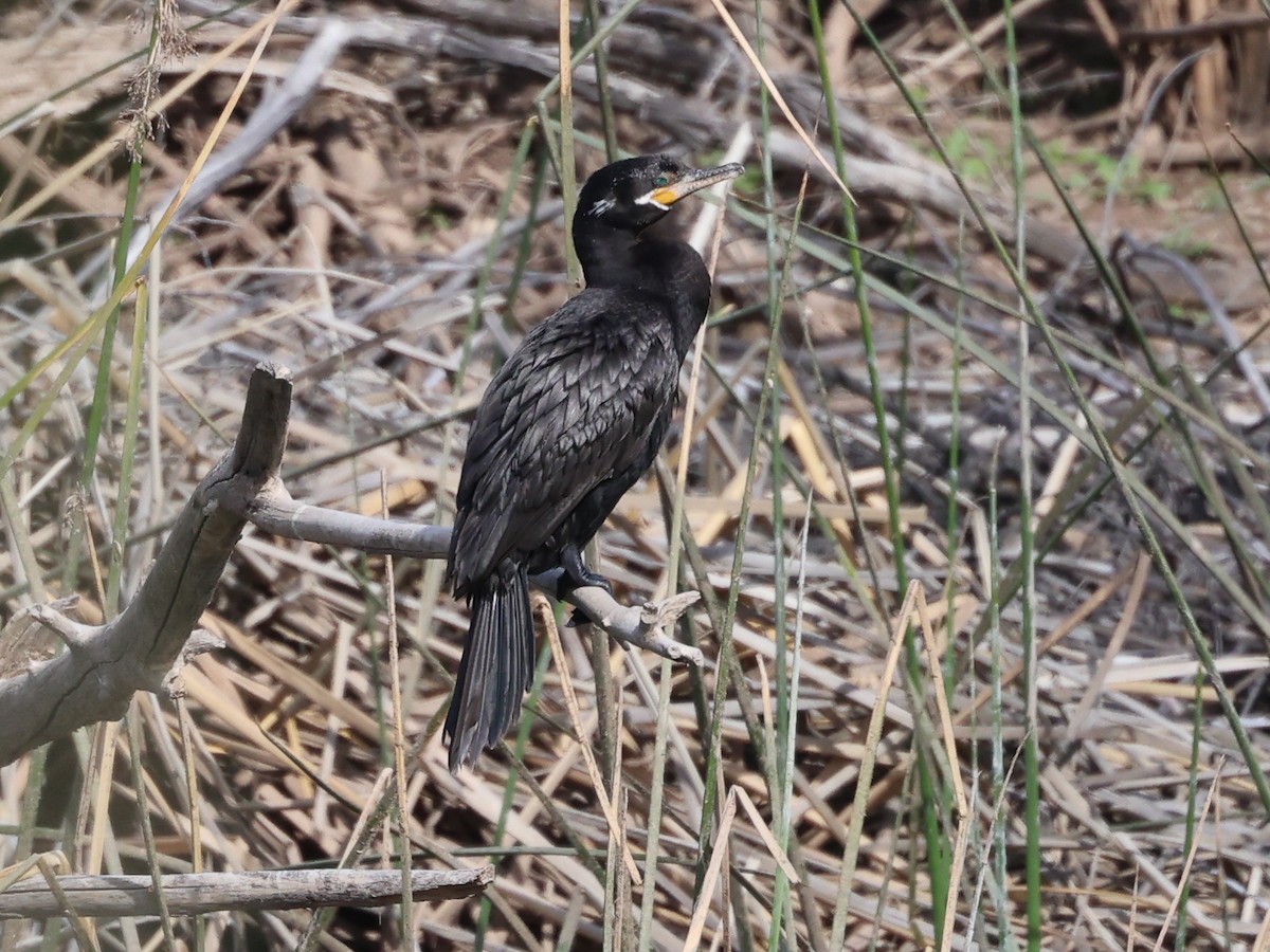 Neotropic Cormorant - ML646090734