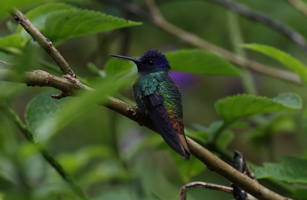 Golden-tailed Sapphire - ML646090735