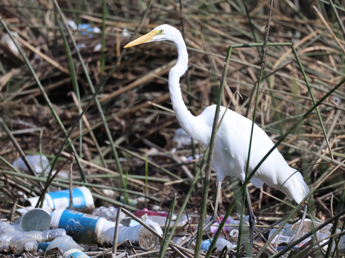 Great Egret - ML646090736