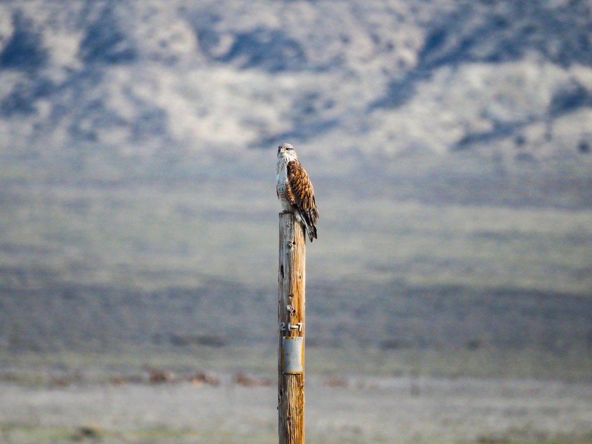 Ferruginous Hawk - ML646090739