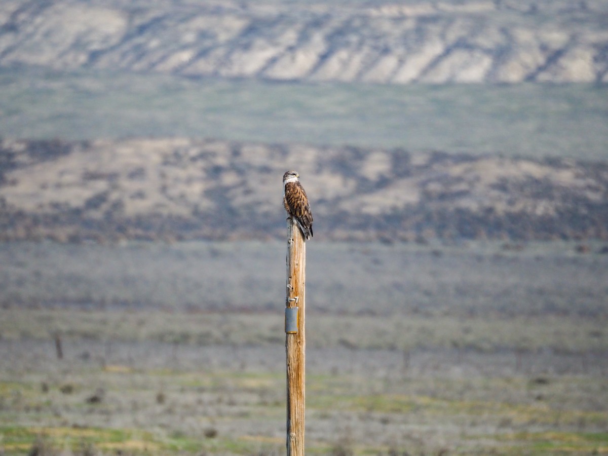 Ferruginous Hawk - ML646090740