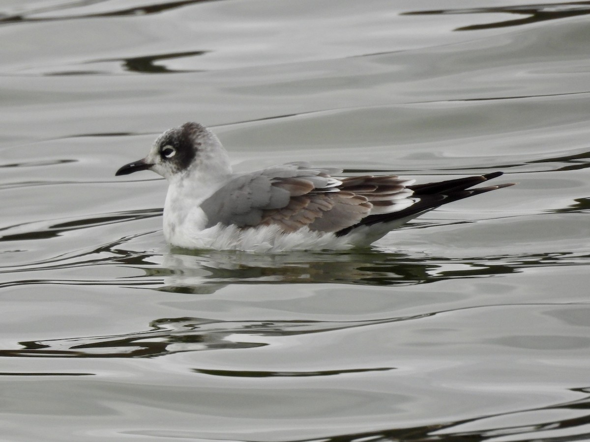 Maskeli Martı - ML646090741