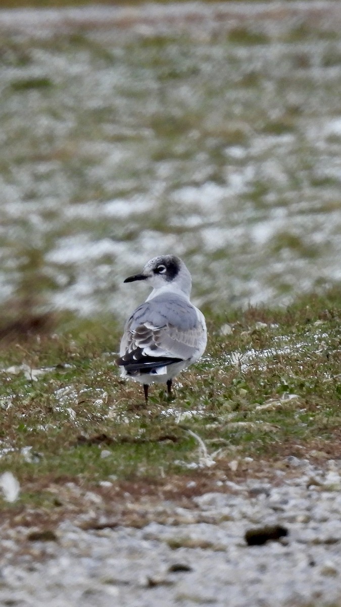 Maskeli Martı - ML646090742