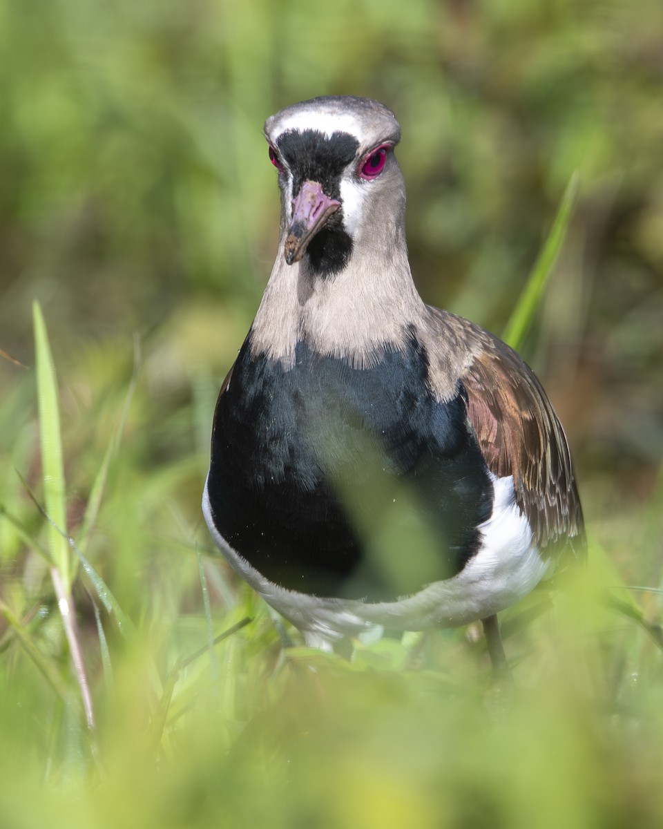 Southern Lapwing - ML646090743