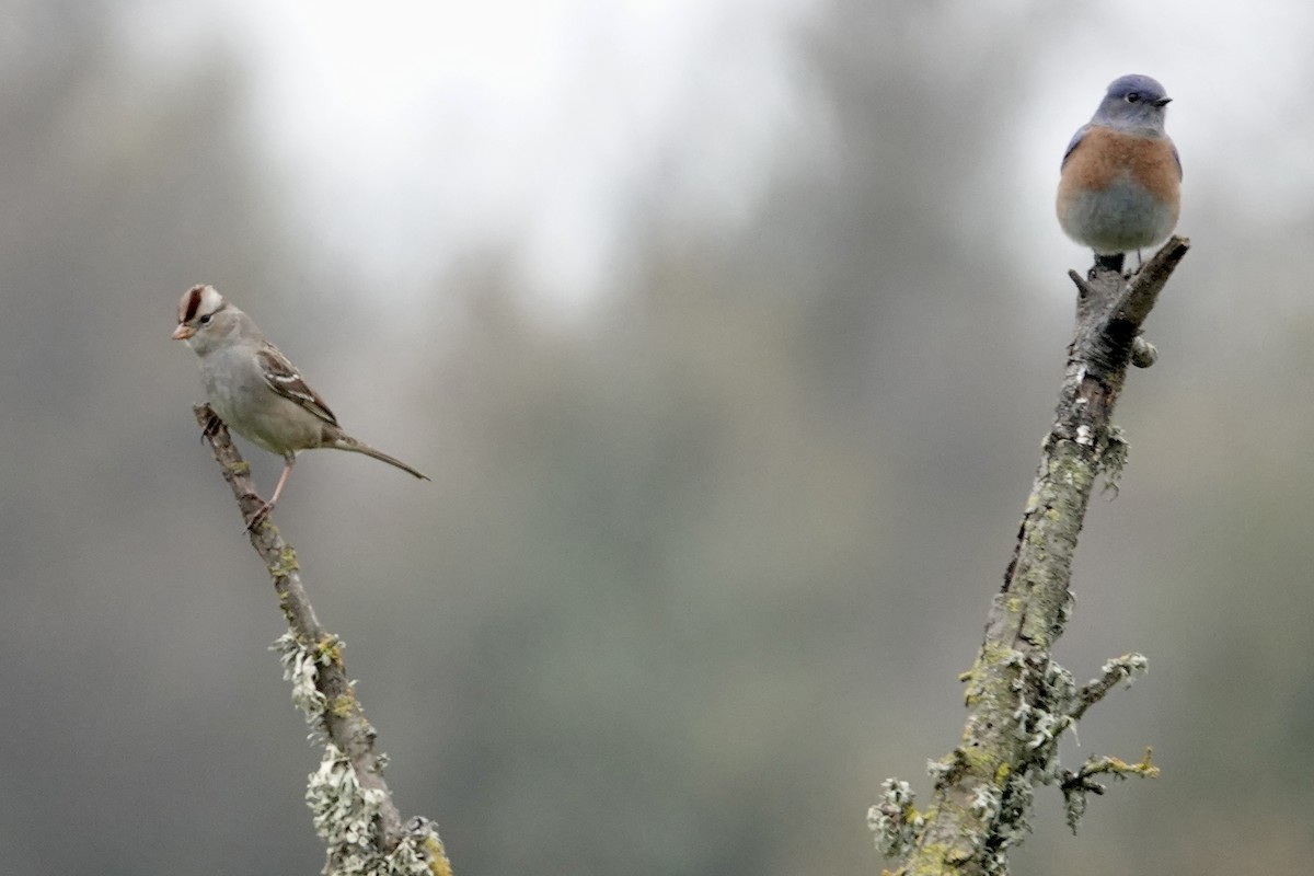 גיבתונית לבנת-כיפה - ML646090746