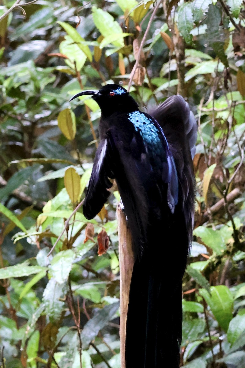 Black Sicklebill - ML646090747