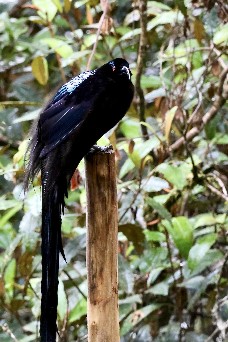 Black Sicklebill - ML646090748