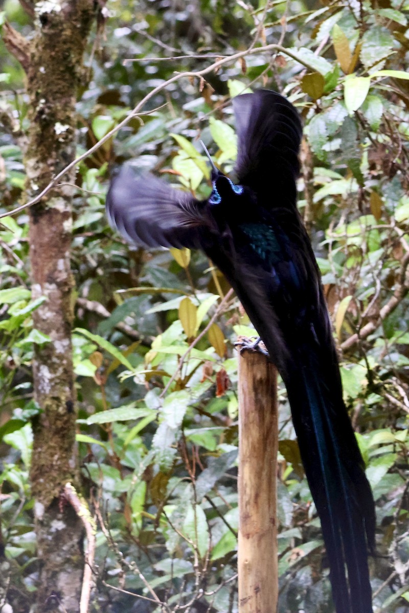 Black Sicklebill - ML646090749