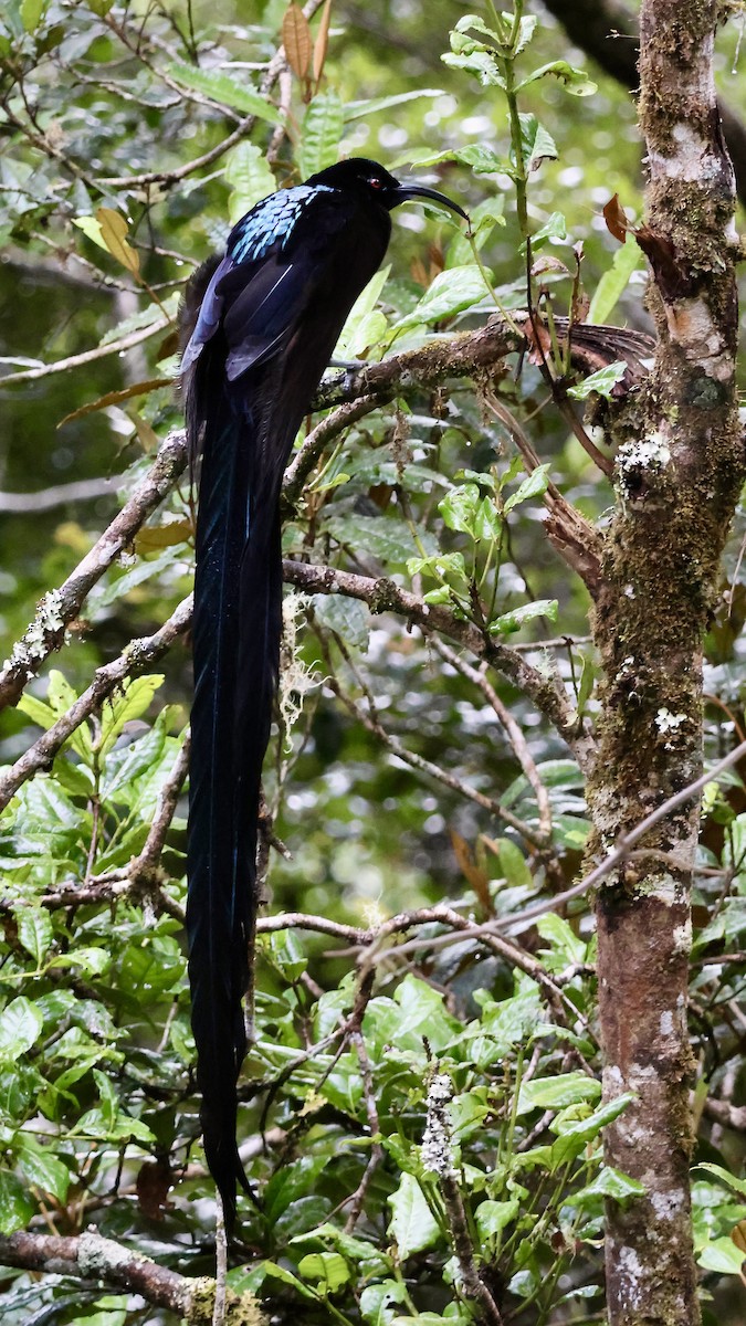 Black Sicklebill - ML646090750