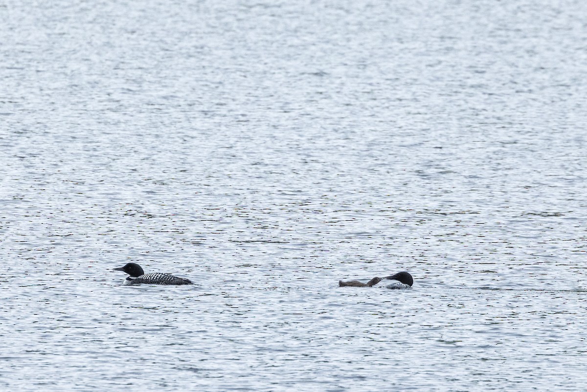 צוללן צפוני - ML646090751