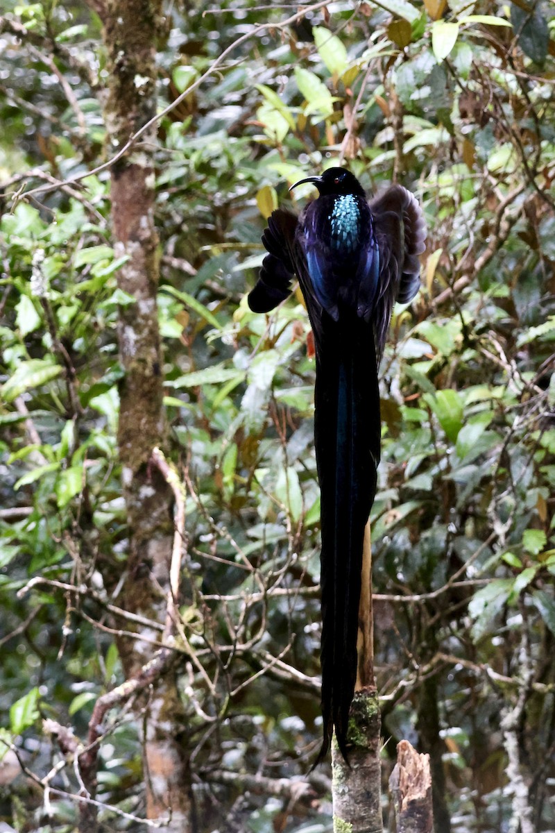 Black Sicklebill - ML646090752