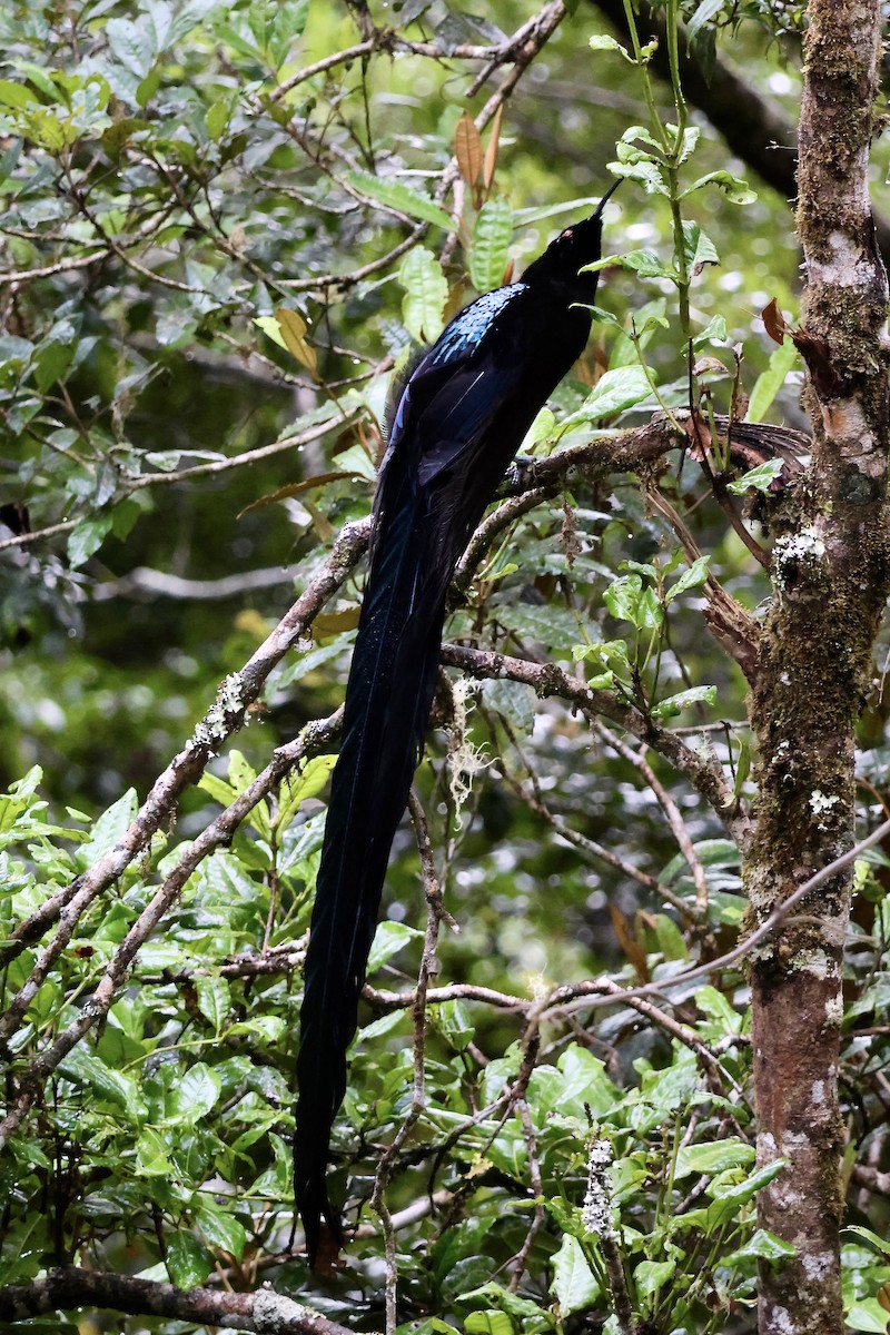 Black Sicklebill - ML646090753