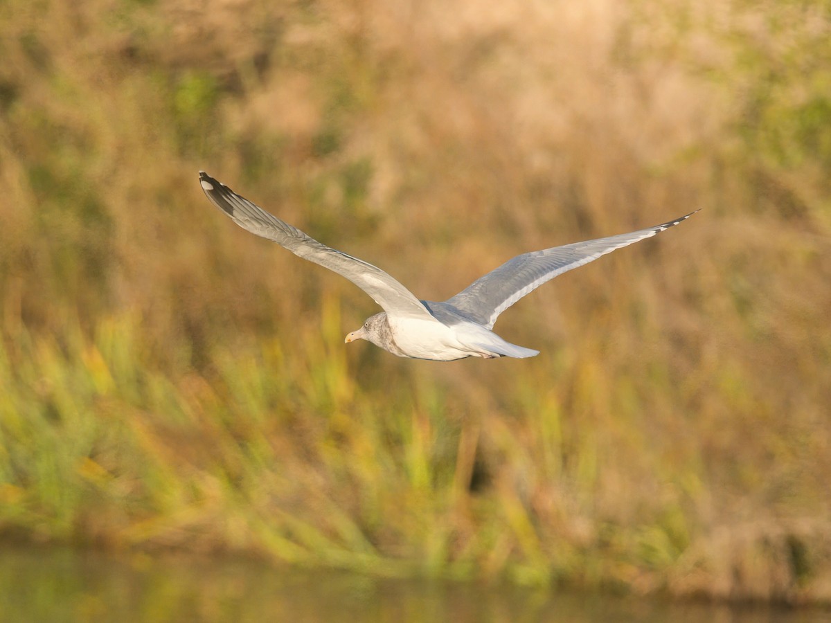 שחף מערבי - ML646090755
