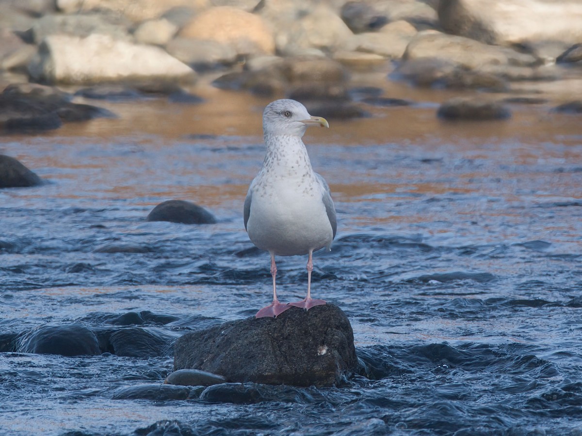 שחף מערבי - ML646090756