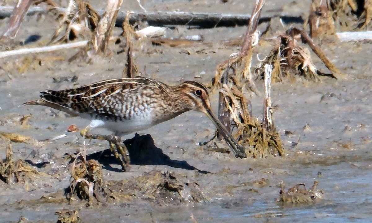 חרטומית אמריקנית - ML646090757
