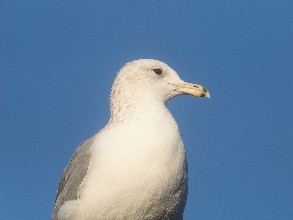 California Gull - ML646090759