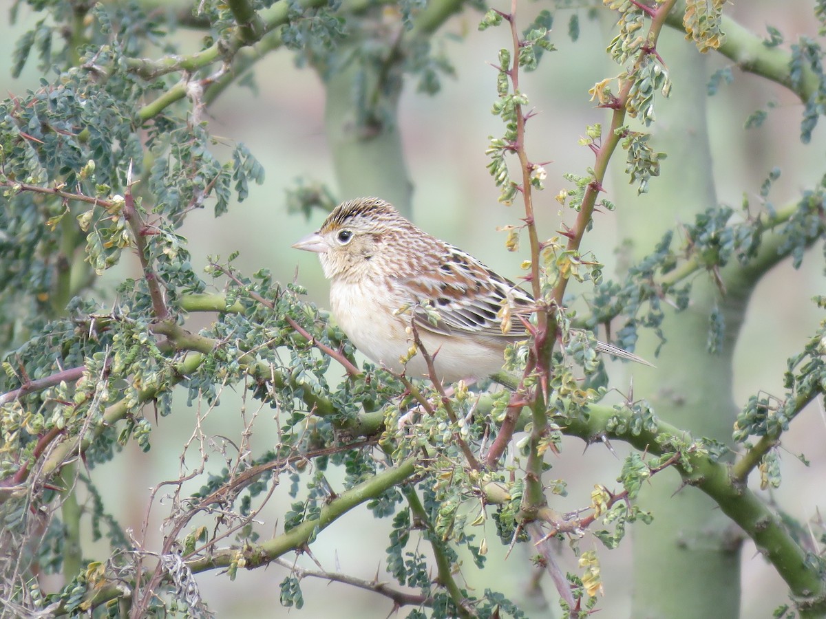 Grasshopper Sparrow - ML646090764