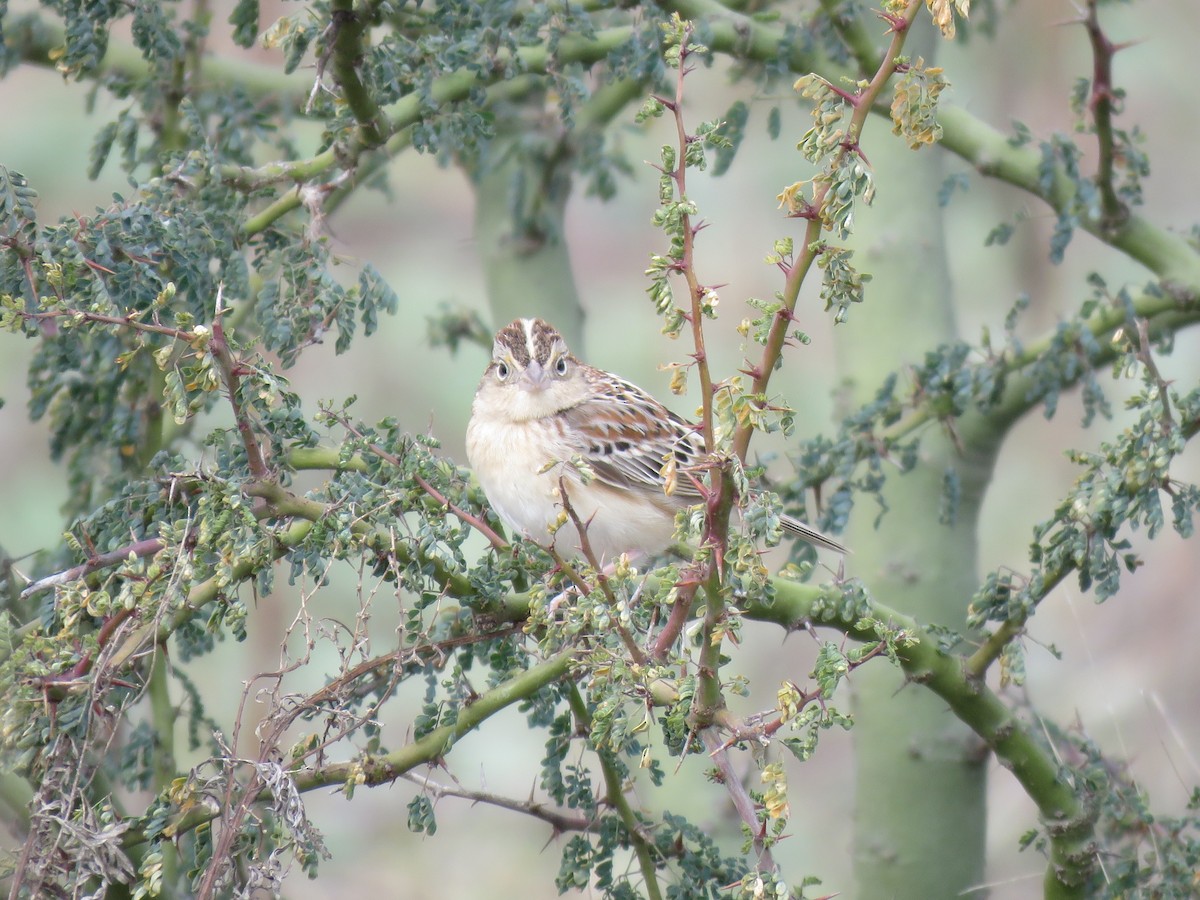 Grasshopper Sparrow - ML646090765