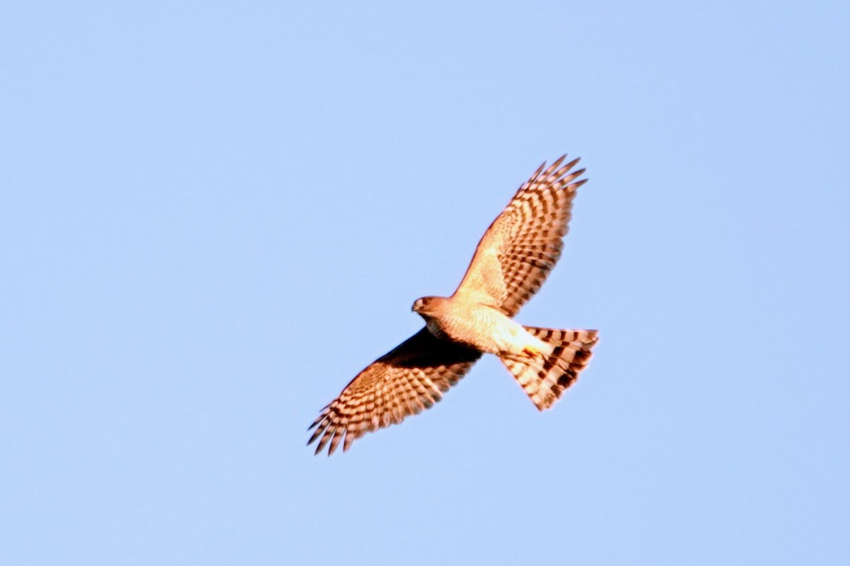 Sharp-shinned Hawk - ML646090768