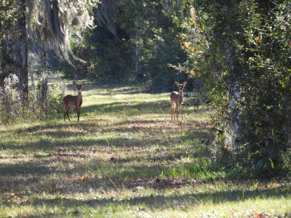 Florida White-tailed Deer - ML646090769