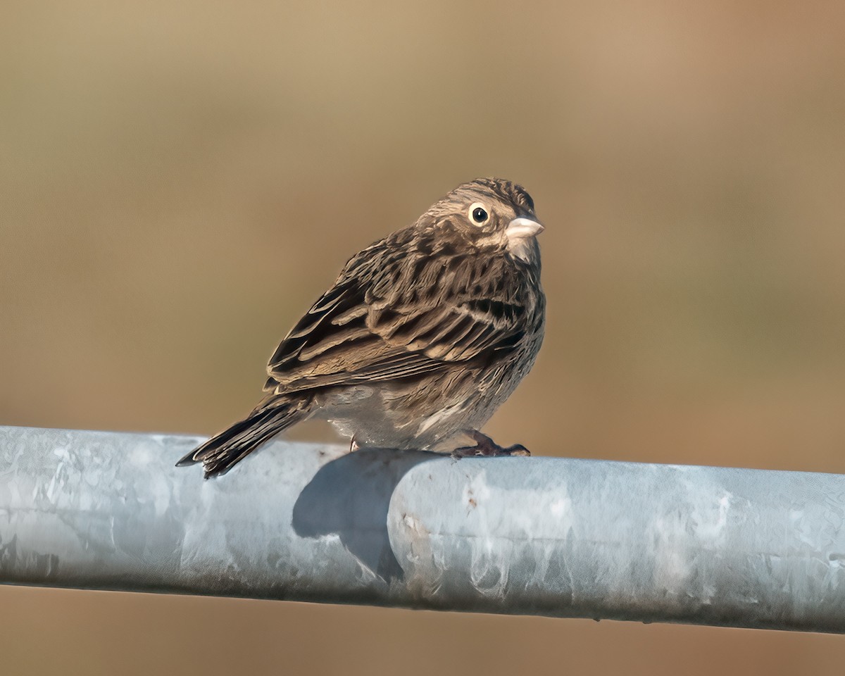 Bruant vespéral - ML646090770