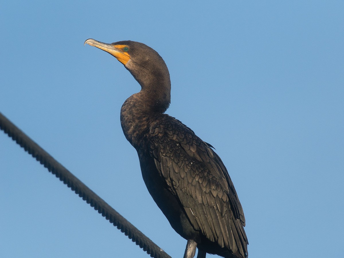 קורמורן אמריקני - ML646090771