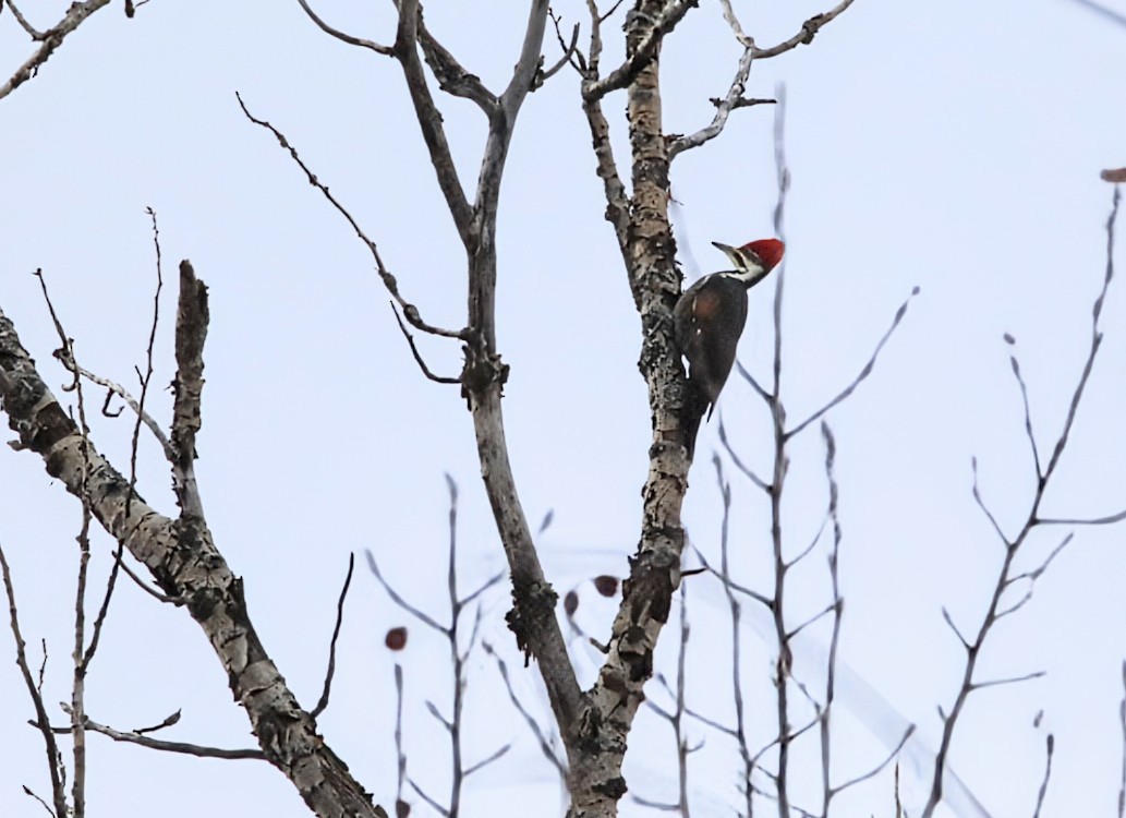 Pileated Woodpecker - ML646090772
