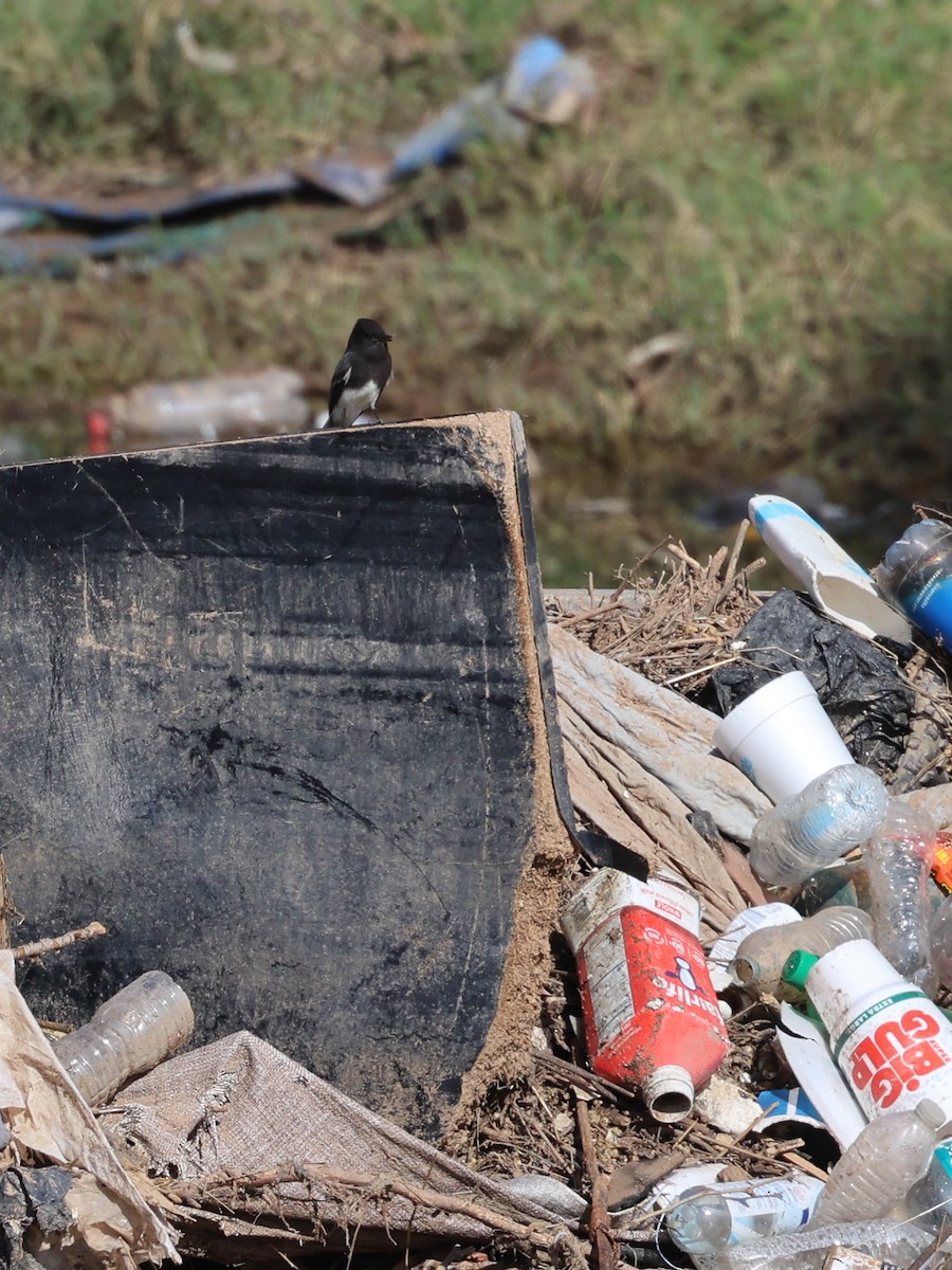 Black Phoebe - ML646090774