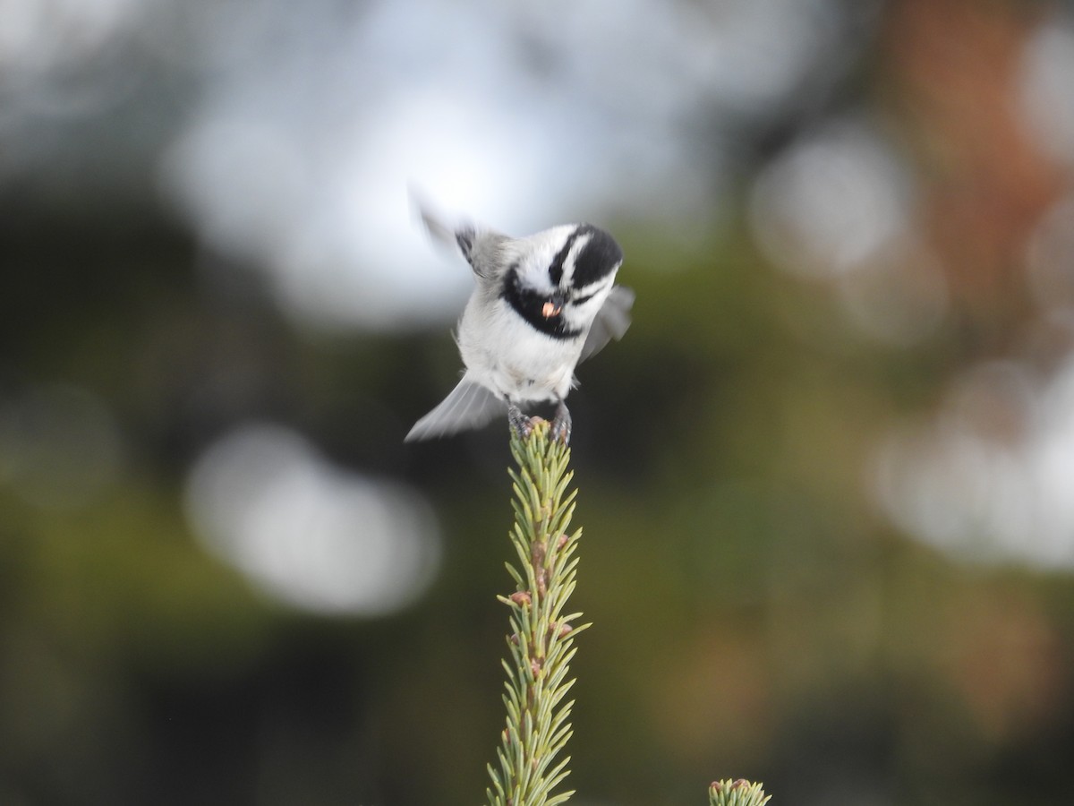 Mountain Chickadee - ML646090779