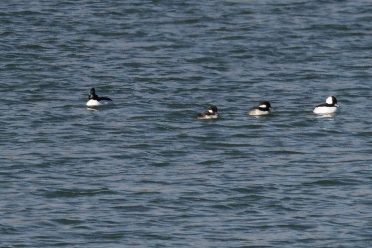 עבראש לבנוני - ML646090780