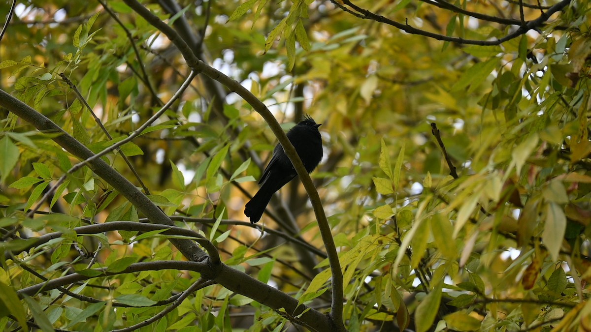 Phainopepla - ML646090781