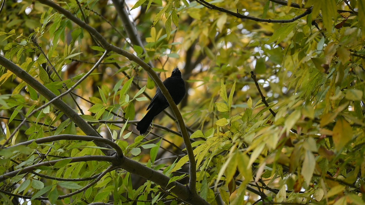 Phainopepla - ML646090782