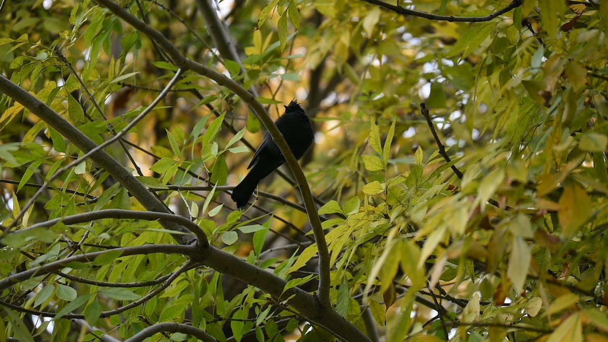 Phainopepla - ML646090783