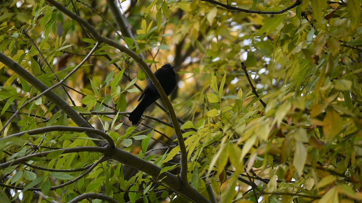 Phainopepla - ML646090784