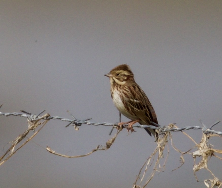 גיבתון לבן-גרון - ML646090785