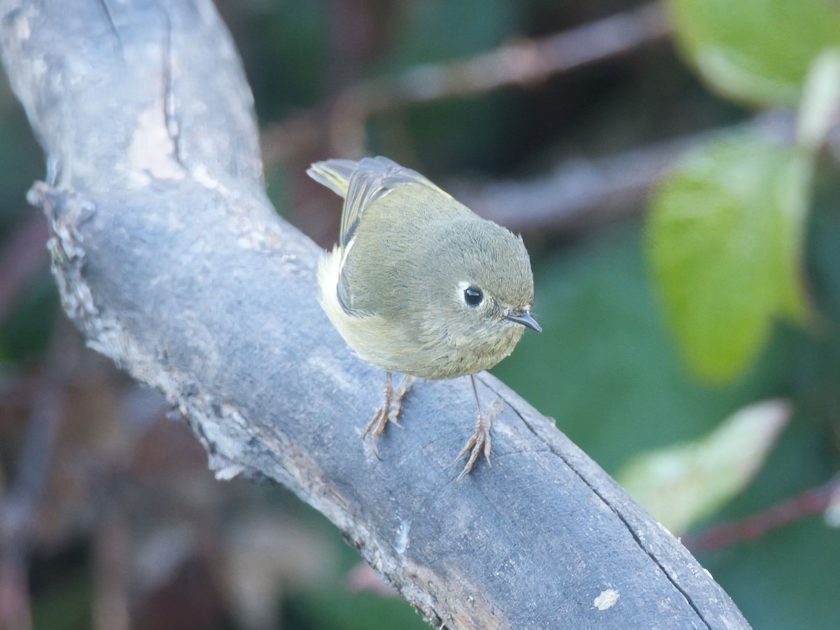 מלכילון אמריקני - ML646090786