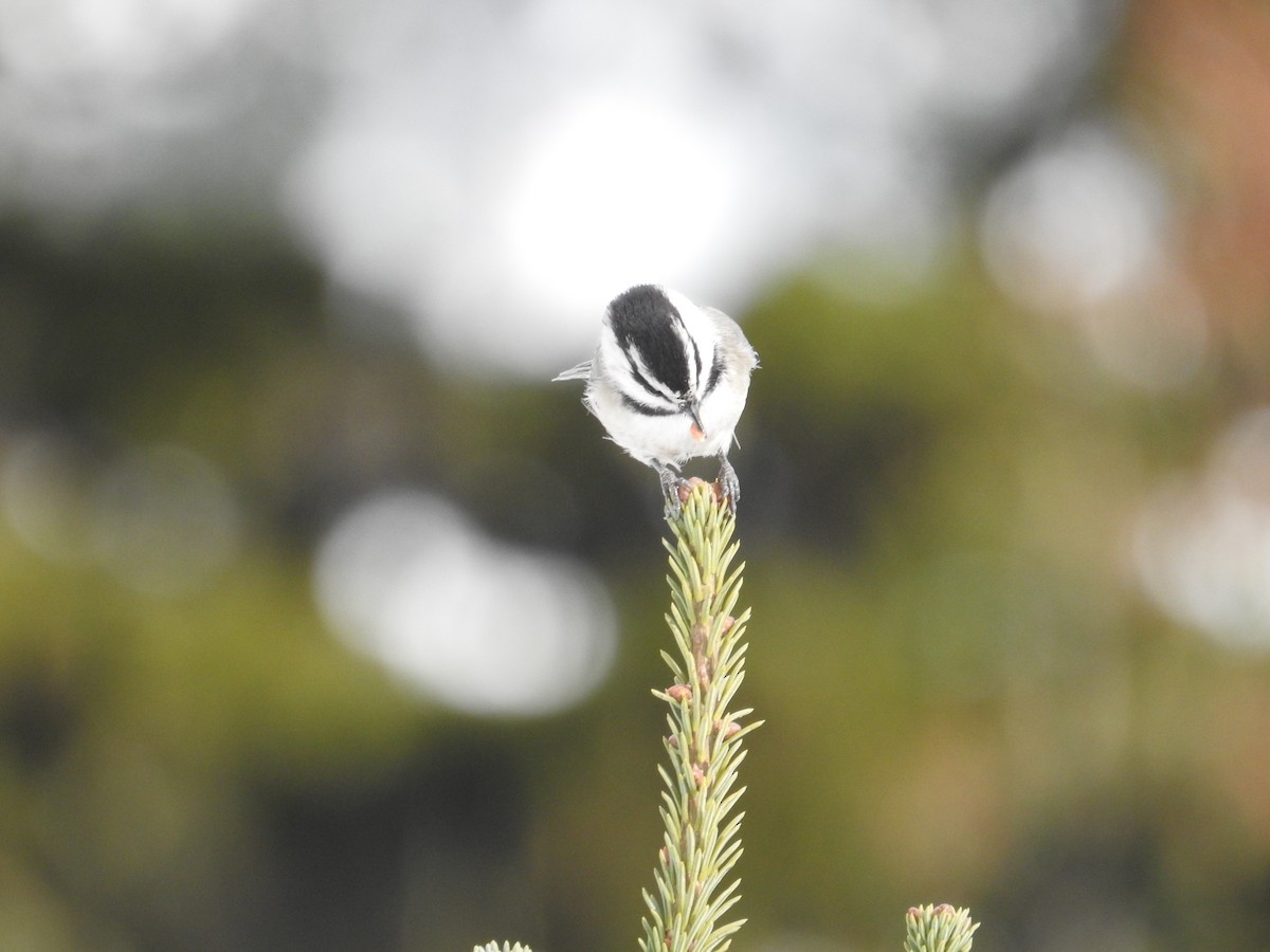 Mountain Chickadee - ML646090787