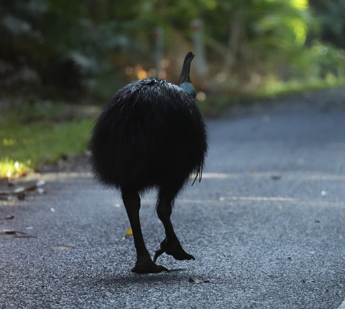 Southern Cassowary - ML646090788