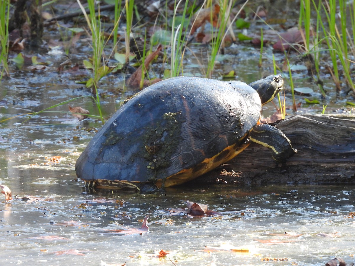 爬行綱 (爬蟲類 爬行類) - ML646090790