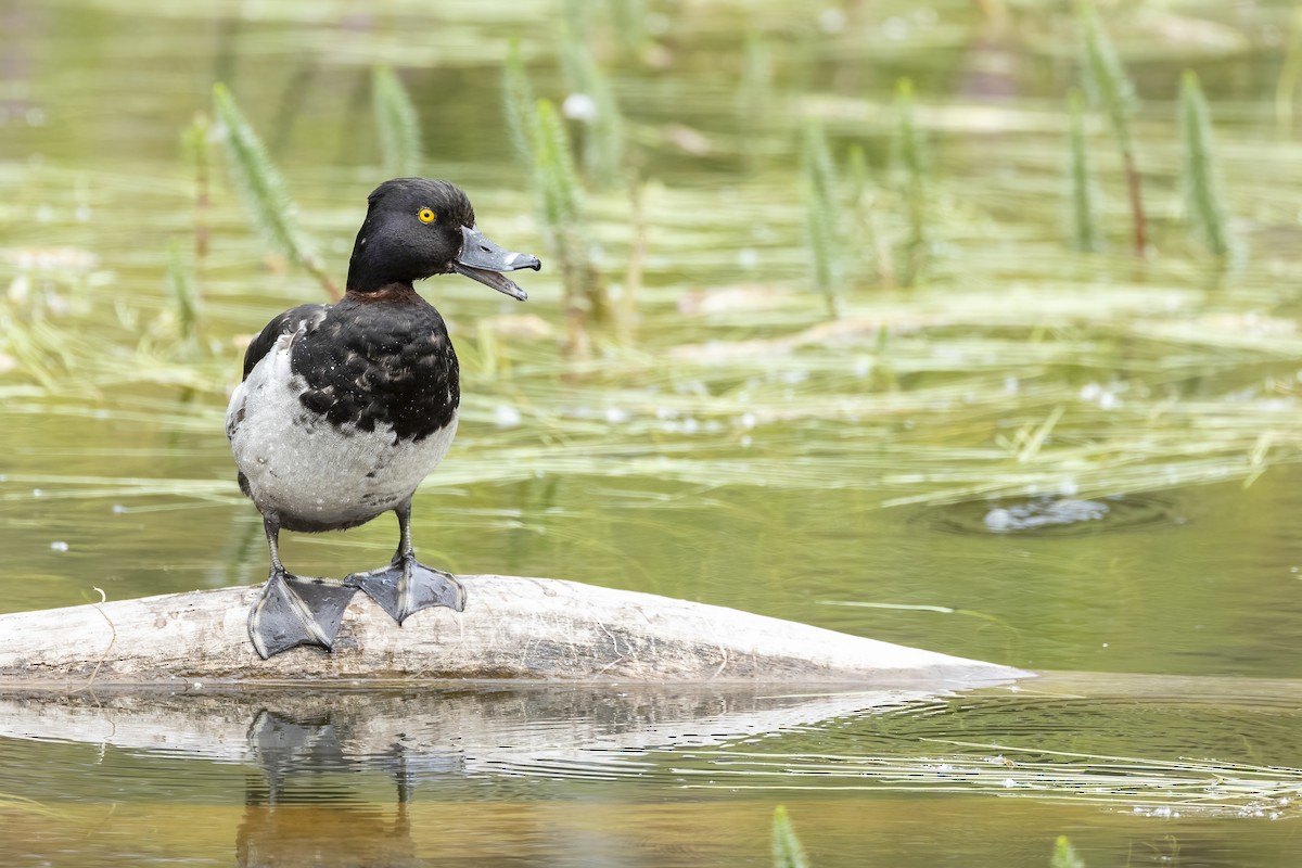 Ring-necked Duck - ML646090791