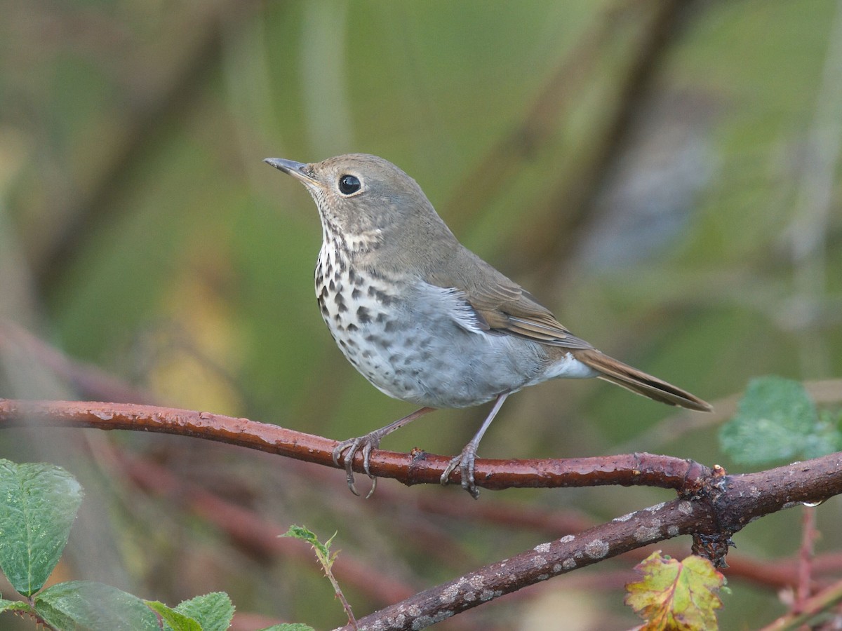 eremittskogtrost - ML646090793