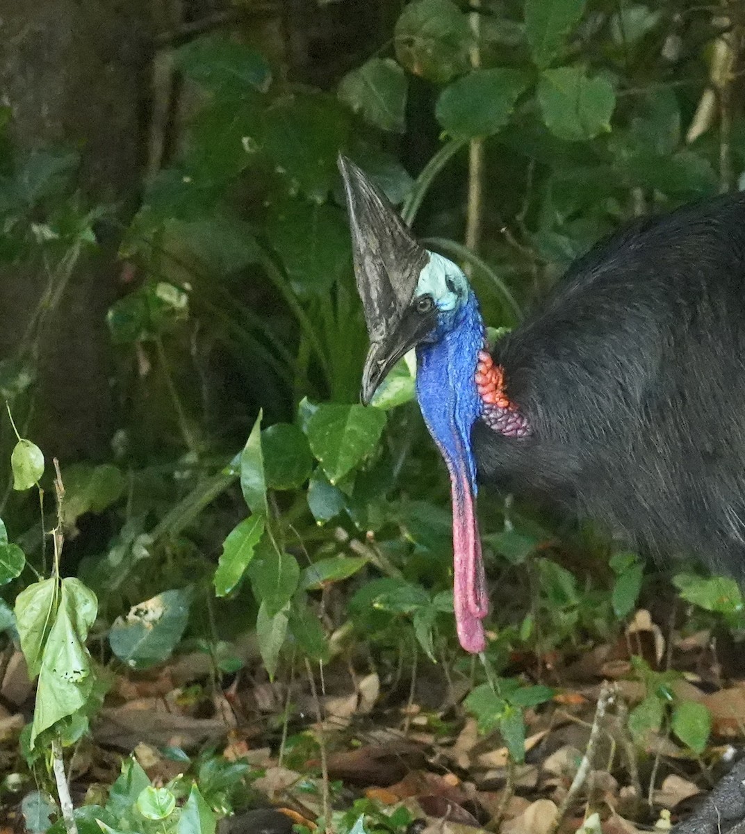 Southern Cassowary - ML646090798