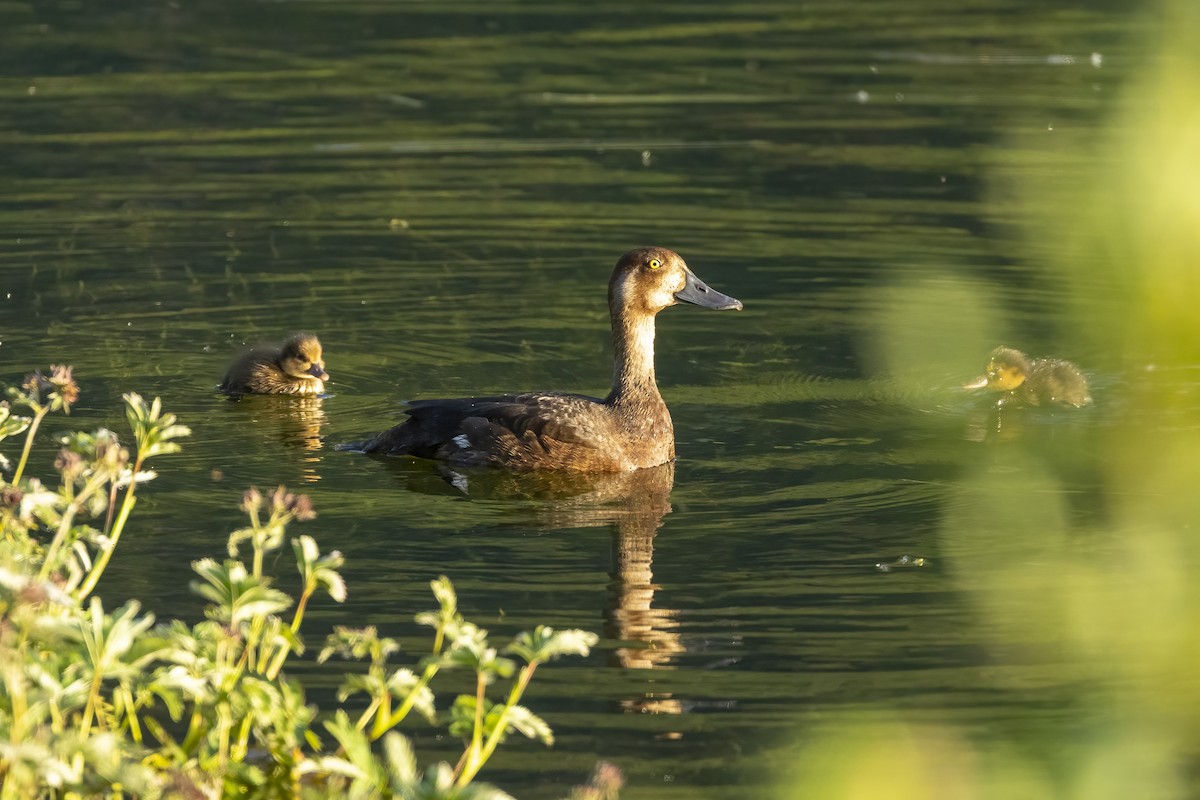 Greater Scaup - ML646090799