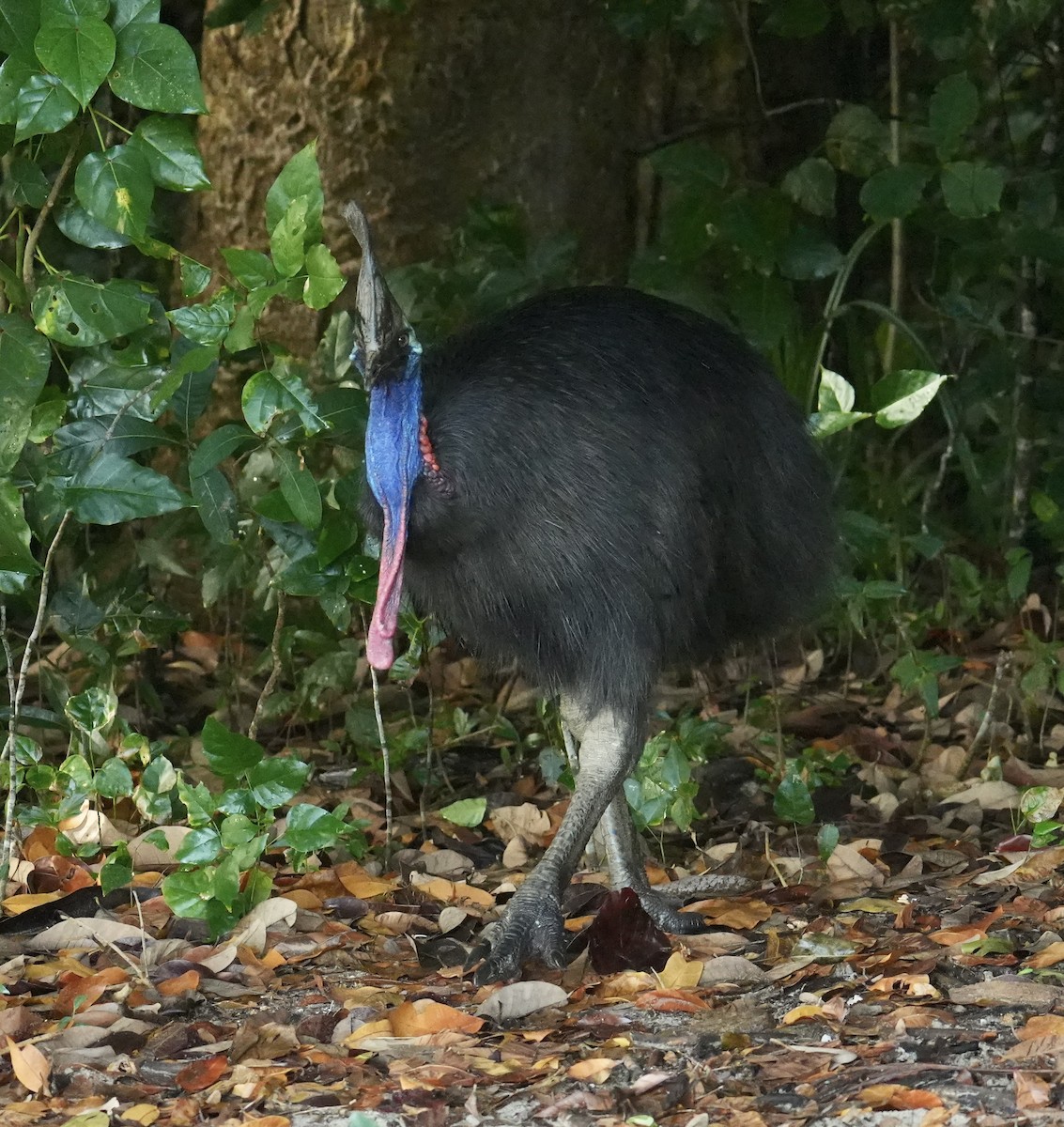 Southern Cassowary - ML646090802