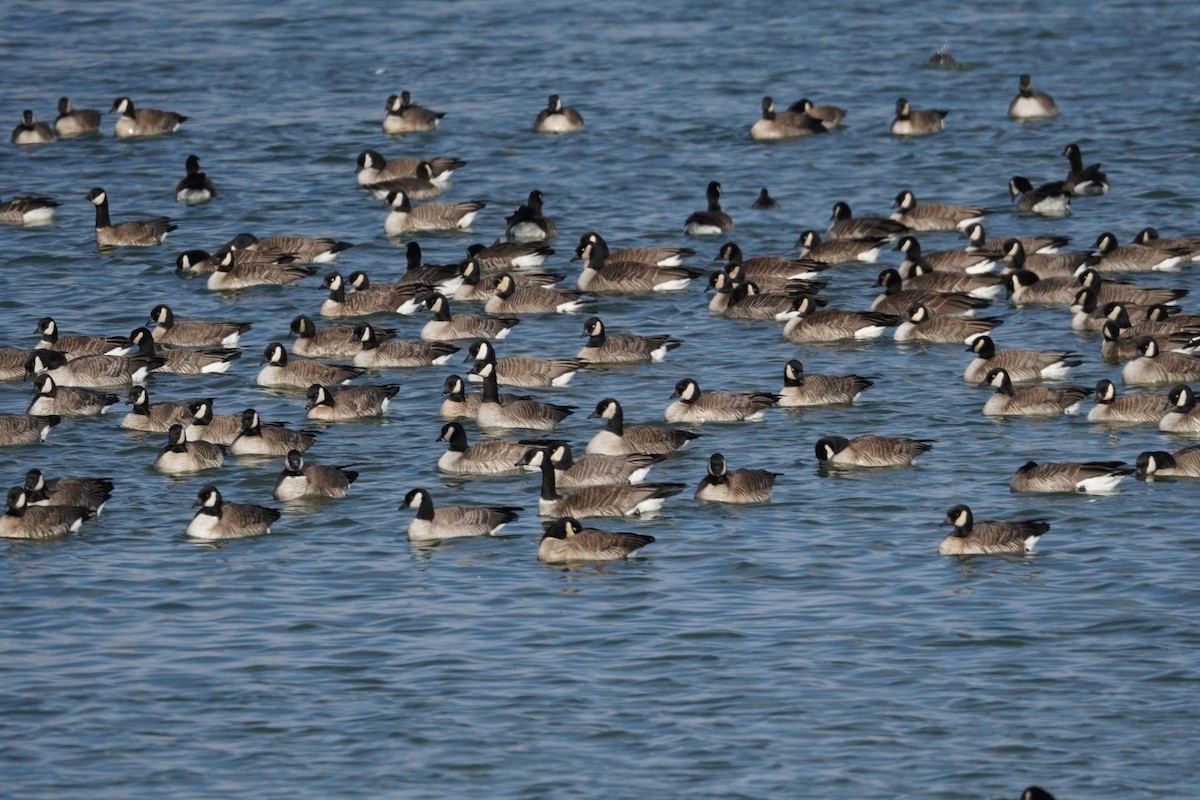 小加拿大雁 - ML646090803