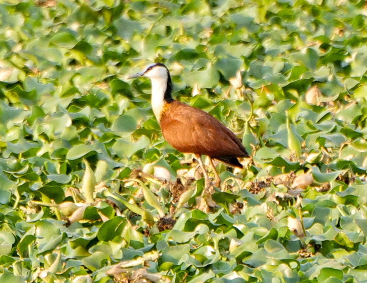 Африканская якана - ML646090805