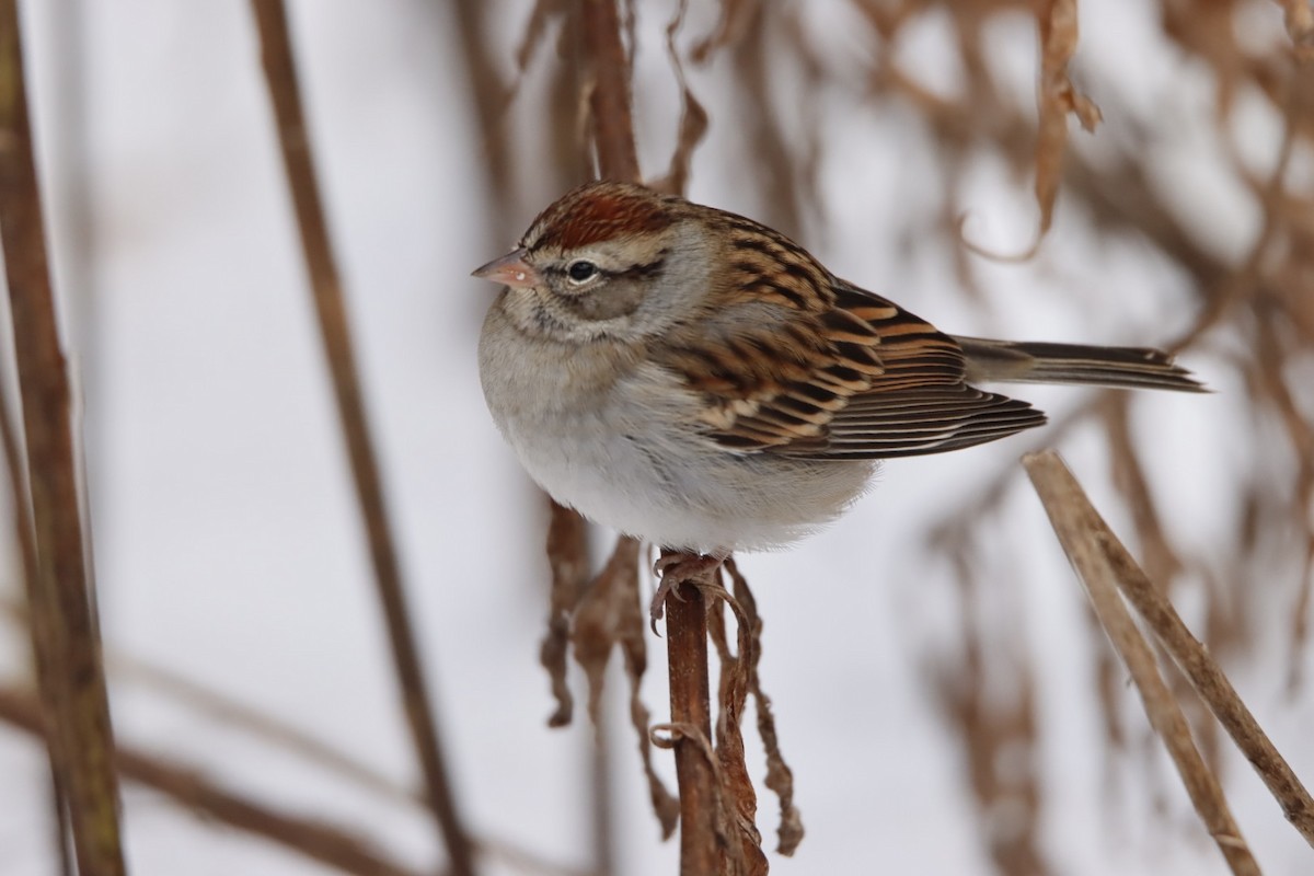 strnádka vrabcovitá - ML646090807